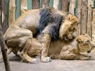 Od 18. února chovatelé zaznamenali u lv indických Sohana a Suchi nkolik dn...