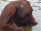 zabití orangutana z Bornea