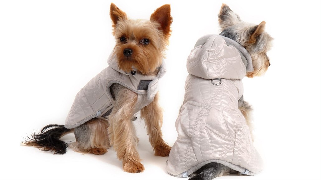 Drobnější psi žijící ve vytopeném bytě se v mrazech bez oblečku většinou...