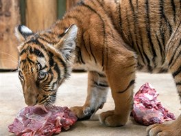 Obě tygřata už žerou veškeré maso stejně jako jejich matka Banya (22. 1. 2018)....