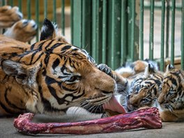 Samice tygra malajského Banya s mláďaty: uprostřed Bulan, vpravo samička...