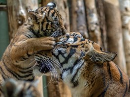 Sameček tygra malajského Bulan s matkou Banyou (6. 1. 2018)