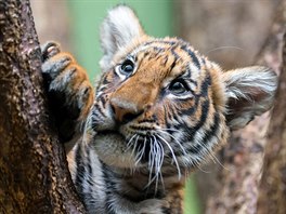 Tygří samička Wanita - o kterou měli chovatelé zpočátku velké obavy - dnes...