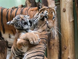 Obě tygřata celé dny střídají spánek, hry a vzájemné kočkování. „Číhají, loví a...
