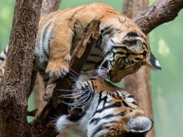 V sobotu jim bude pět měsíců a když se tato dravá koťata tygra malajského v Zoo...