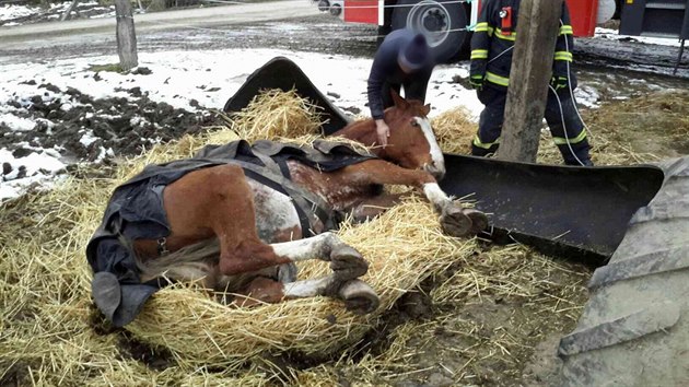 Jihomoravští hasiči vyprošťovali koně z traktorové pneumatiky.
