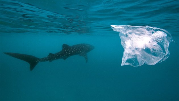 ralok velryb. Vdci zjistili, e plast spolklo 73 procent ryb, co je jeden z nejvtch ohlench vskyt ve svt.