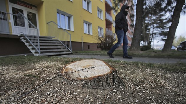 Pokcen stromy ve Vojanov ulici v Plzni (19. nora 2018)