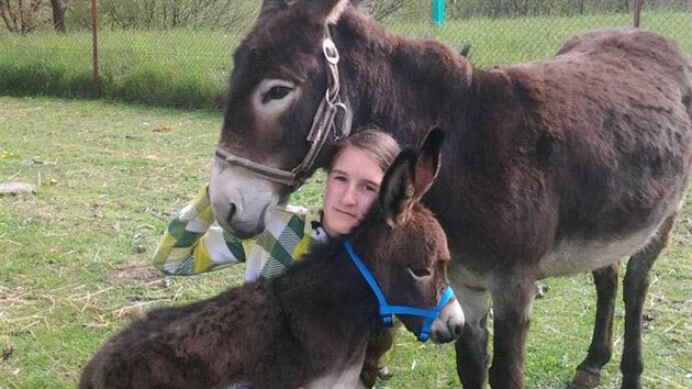 Dvaadvacetiletá Michala Zdrubecká se na rodinné farmě Amálka stará zejména o kozy, ale také o ovce a osla. Za přírodní pražený sýr získali ocenění Regionální potravina Jihomoravského kraje za rok 2017.