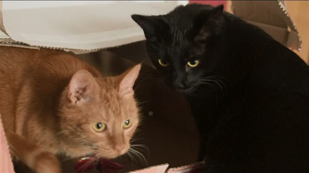 Jako všechny kočky, i Ginger a Flíček milují krabice. 
