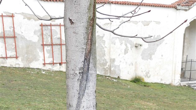 Podobn praskliny na kmeni stromu jsou nejastji zpsoben mrazem. Obalen i nablen kmene by od tohoto pokozen mlo stromek uchrnit.