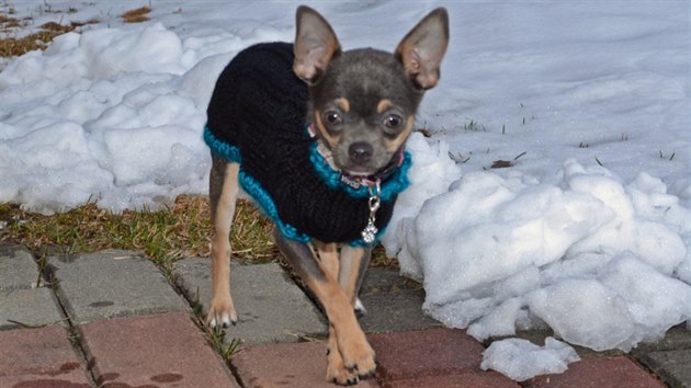 Takový psí drobek, jako je čivava, na mrazu bez oblečku dlouho nevydrží. 