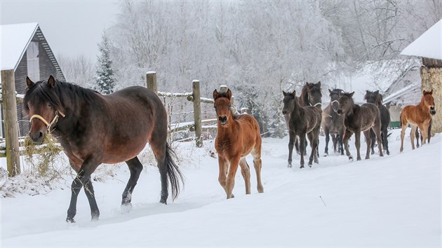 Vladimír Vopravil chová na farmě /Y (Diagonála Ypsilon) v Cunkově na Táborsku 36 dospělých huculských koní a pět hříbat.