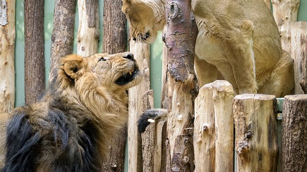 Druh� spojen� lv� indick�ch Sohana a Suchi u� prob�halo bez probl�m�. (22.2.2018)