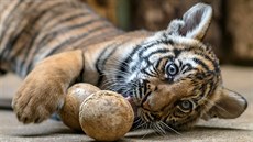 V�e nové tyg�ata zajímá a ka�dá nová hra�ka jim v�dy ud�lá radost. Same�ek...