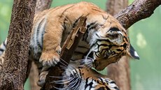 V sobotu jim bude pt msíc a kdy se tato dravá koata tygra malajského v Zoo...