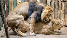 Od 18. února chovatelé zaznamenali u lvů indických Sohana a Suchi několik dnů...