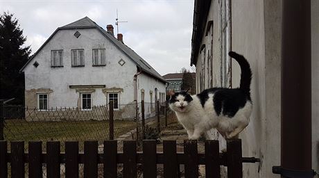 Koky se u eny zabydlely na zahrad (ilustraní snímek).