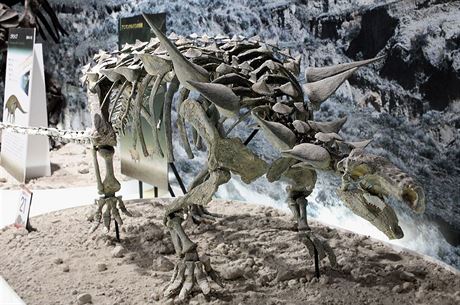 Animantarx ramaljonesi byl jedním ze severoamerických nodosaurid, obrnných...