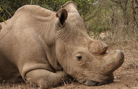Poslední samec severního bílého nosoroce Sudán