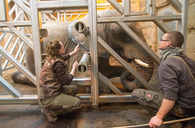 Slonicím ve zlínské zoo oetovatelé kvli mrazm maou okraje ohromného uního...