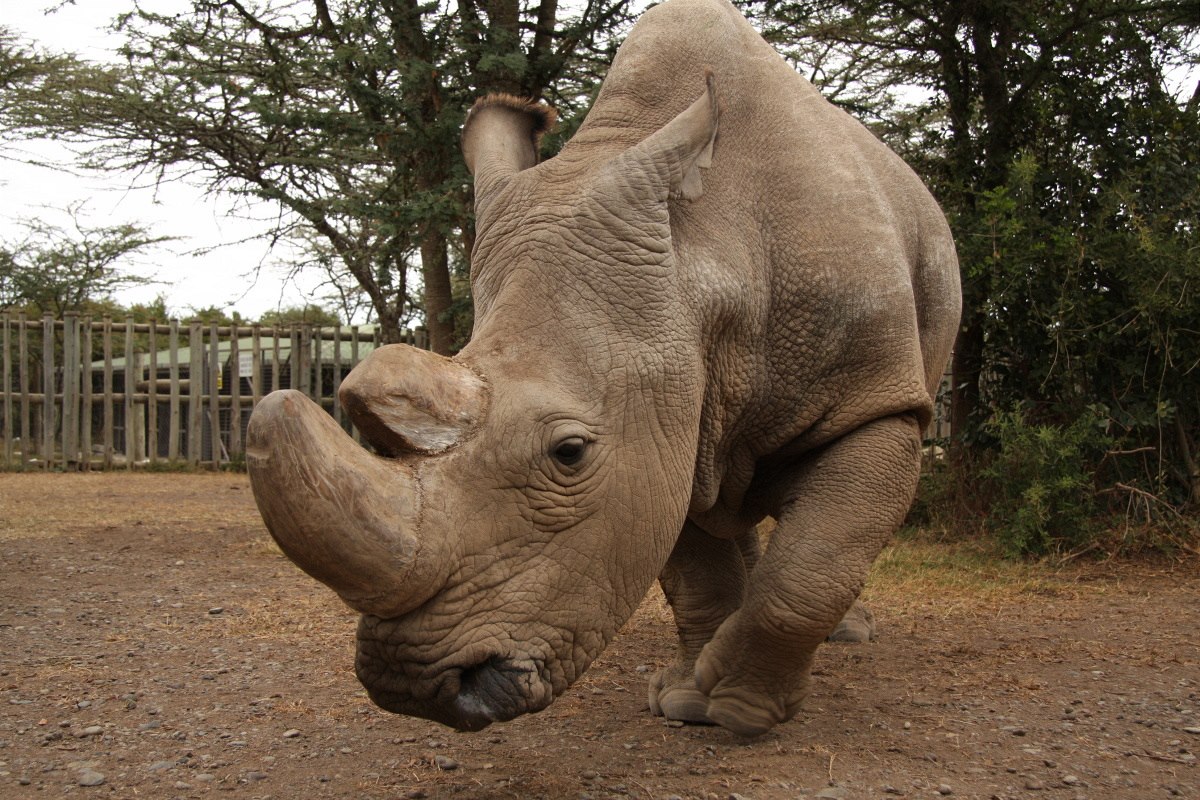 Záchraně nosorožců jsme mnohem blíž i díky Sudánovi, věří šéf zoo Rabas