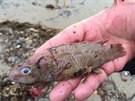 Moe na severu Anglie vyplavilo miliony ryb, humr a dalích ivoich (4....