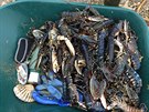 Moe na severu Anglie vyplavilo miliony ryb, humr a dalích ivoich (4....