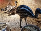 Zoo v Tboe se t z nkolika ptrosch mlat Emu hndho