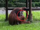 Kouící orangutan