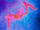 Virus spalniek