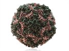 Lidský Rhinovirus-14, jeden z asi stovky známých rhinovir. Patí mezi nejmení...