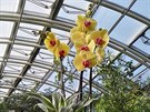 Výstava orchidejí v Botanické zahrad hl. m. Prahy v Troji.