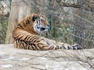 Velmi dobe snáí nízké teploty ve zlínské zoo napíklad tygr ussurijský.