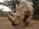 Poslední samec severního bílého nosorožce Sudán