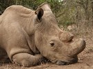 Poslední samec severního bílého nosoroce Sudán