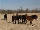 St�do divok�ch kon� sp�s� louky v pta��m parku Josefovsk� louky.