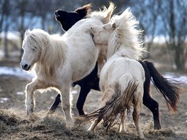 KOŇSKÉ HRÁTKY. Islandští koně dovádí ve výběhu v německém Obernhainu nedaleko...
