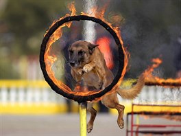 SKRZ OHEŇ. Pes ve službách občanského bezpečnostního útvaru proskakuje hořící...