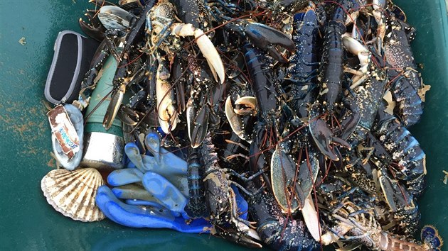 Moe na severu Anglie vyplavilo miliony ryb, humr a dalch ivoich (4. bezna 2018)