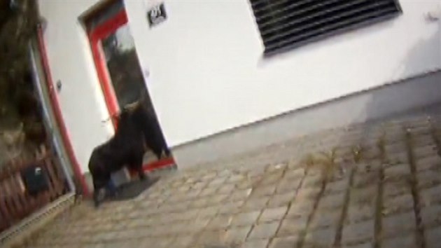 Strážníci chytili nepolapitelného kozla, když se prohlížel v zrcadle