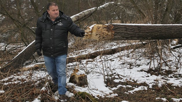 Starosta Slezských Rudoltic na Osoblažsku Mojmír Pargač ukazuje škody, které v okolí obce napáchali bobři při stavbě hráze na říčce Lužné. Bobři ohlodávají menší i vzrostlé stromy.