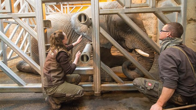 Slonicím ve zlínské zoo ošetřovatelé kvůli mrazům mažou okraje ohromného ušního boltce čistou lékařskou vazelínu.