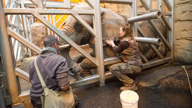 Slonicím ve zlínské zoo ošetřovatelé kvůli mrazům mažou okraje ohromného ušního boltce čistou lékařskou vazelínu.