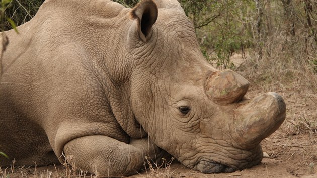 Poslední samec severního bílého nosorožce Sudán.