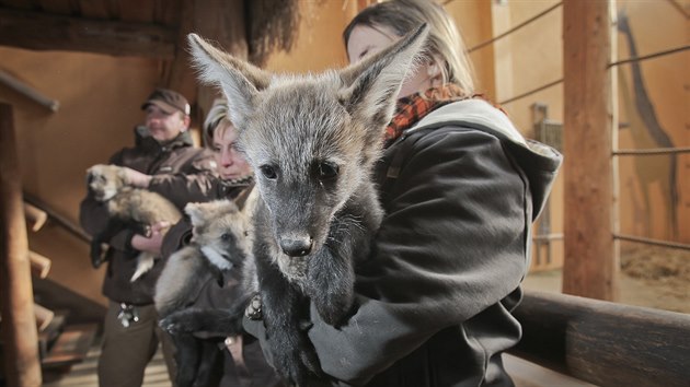 Isabella, Iggy, Ike a Idris. Tak se jmenuje tveice mlat vlka hivnatho, kter se narodila v  plzesk zoologick zahrad.