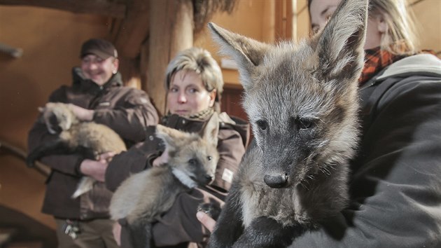 Isabella, Iggy, Ike a Idris. Tak se jmenuje tveice mlat vlka hivnatho, kter se narodila v  plzesk zoologick zahrad.