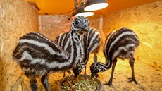 Táborská zoo odchovala mláata emu.