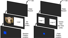 Pokus ml dv fáze, nejprve vdci opice seznámili s logy a obrázky, poté jim...