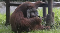 Indonesia Smoking Orangutan